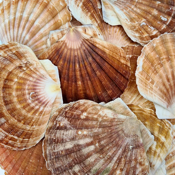 Pecten Maximus Kiloluk Deniz Kabuğu (1 KG) ürün görseli 1