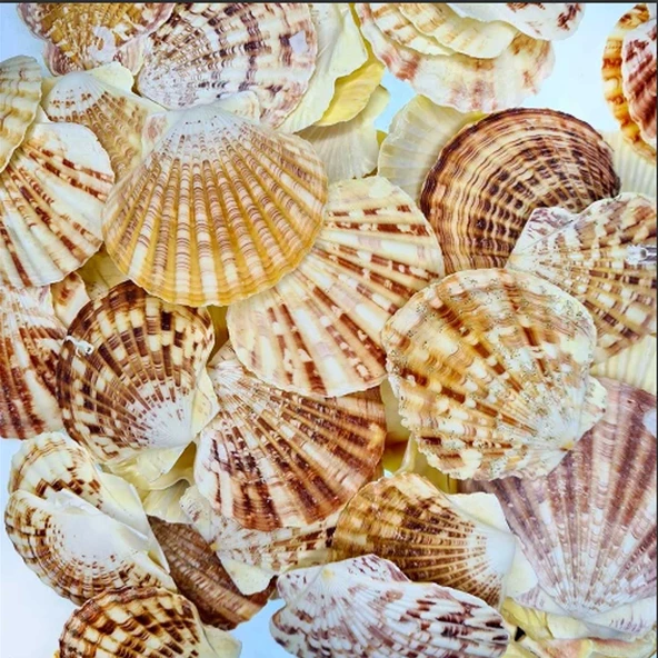 Pecten Mascarensis Kiloluk Deniz Kabuğu (1 Kg) ürün görseli 1