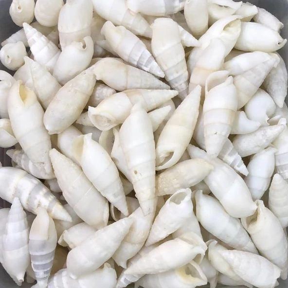 Vertagus Kiloluk Deniz Kabuğu (1 KG) ürün görseli 1