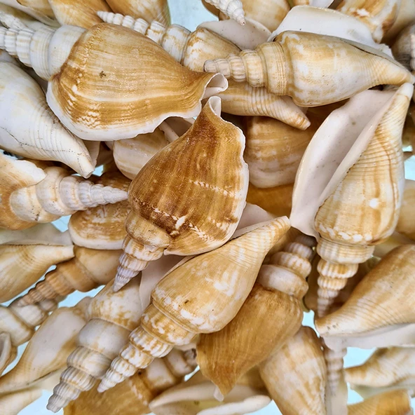 Strombus Vittatus Kiloluk Deniz Kabuğu (1 KG) ürün görseli 1