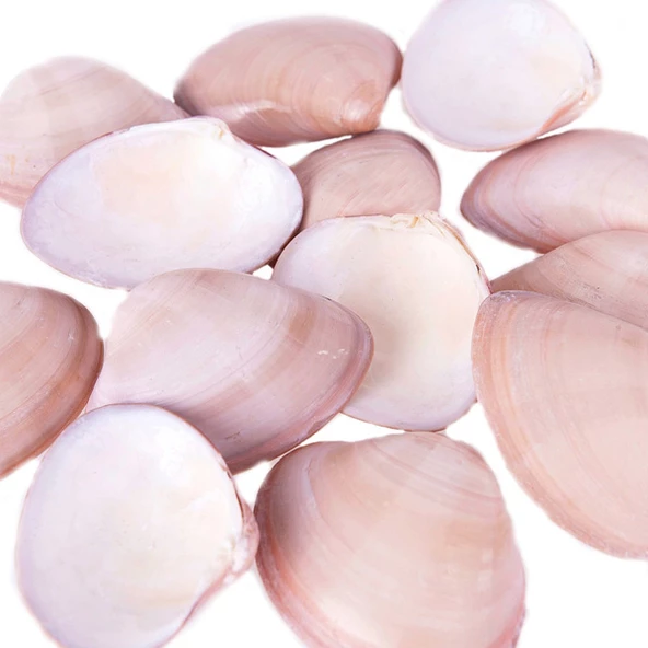 Chocolate Clams Kiloluk Deniz Kabuğu (1 KG) ürün görseli 1