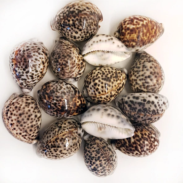 Tiger Cowrie Kiloluk Deniz Kabuğu (1 KG) ürün görseli 1