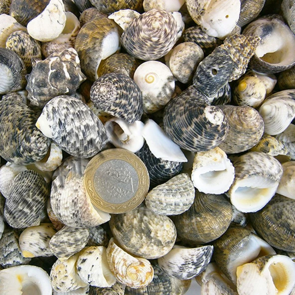 Sea Nerita Kiloluk Deniz Kabuğu (1 KG) ürün görseli 1