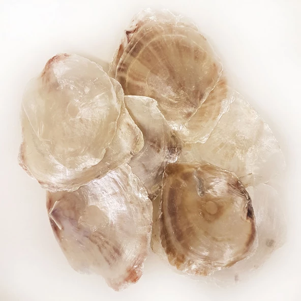 Placuna Kiloluk Deniz Kabuğu (1 KG) ürün görseli 1