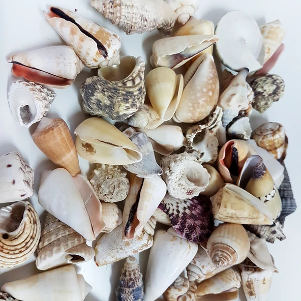 Mixed Shells Büyük Kiloluk Deniz Kabuğu (1 KG) ürün görseli 1