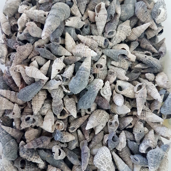Trivitata Kiloluk Deniz Kabuğu (1 KG) ürün görseli 1