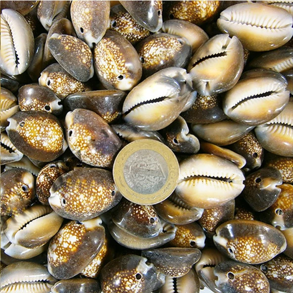Cyprea Caputserpentıs Kiloluk Deniz Kabuğu - İki Delikli (1 KG) ürün görseli 1