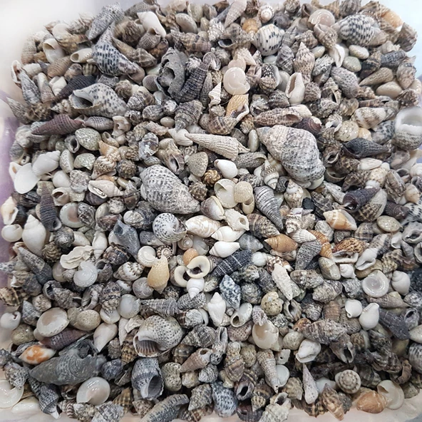 Karışık Minik Kiloluk Deniz Kabuğu (Şişe İçi İçin) 500 Gr ürün görseli 1