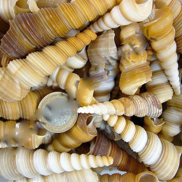 Turitella Kiloluk Deniz Kabuğu (1 KG) ürün görseli 1