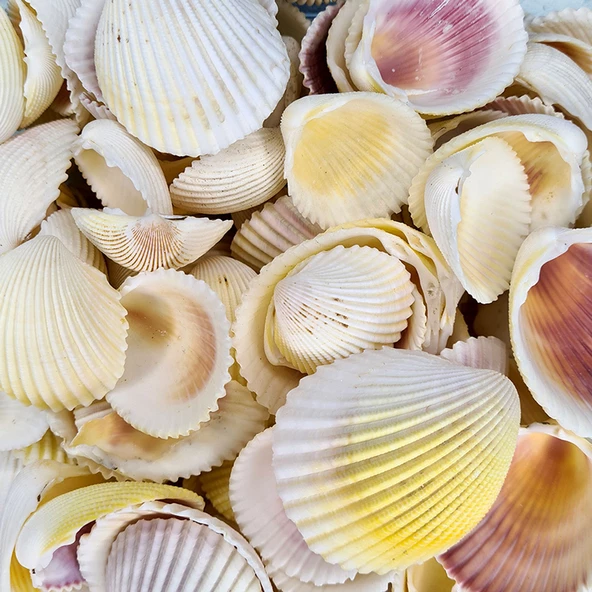 Fragum Kiloluk Deniz Kabuğu (1 KG) ürün görseli 1