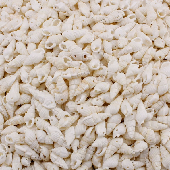 Nassa Shell Kavrulmuş Beyaz Delikli Deniz Kabuğu  (1 KG) ürün görseli 1