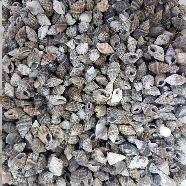 Nassa Vibex Kiloluk Deniz Kabuğu (1 KG) ürün görseli 1
