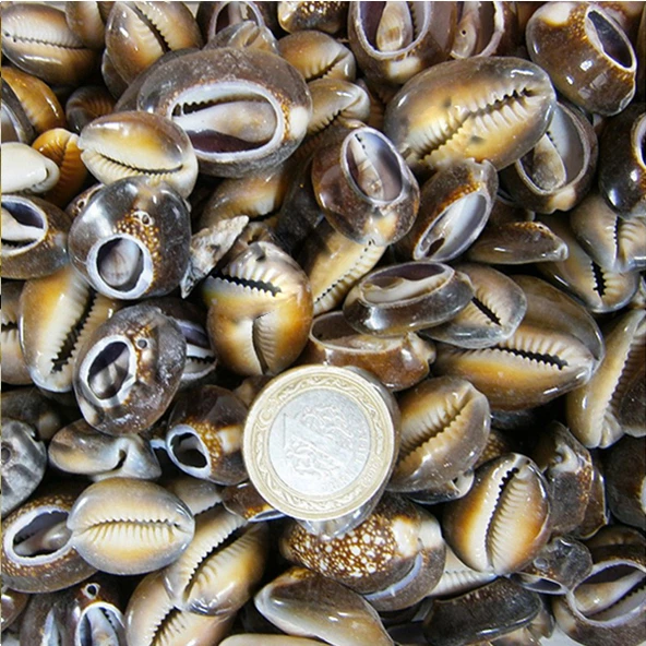 Cyprea Caputserpentis Kiloluk Deniz Kabuğu - Kesik (100 GR) ürün görseli 1