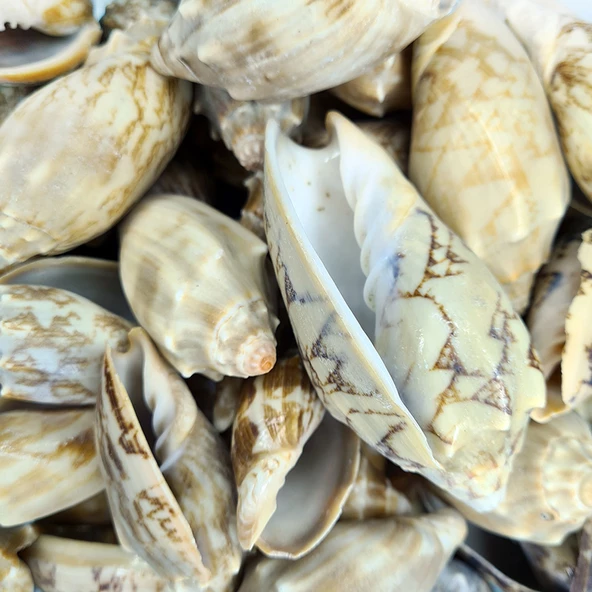 Voluta Vespertillo Kiloluk Deniz Kabuğu (1 KG) ürün görseli 1