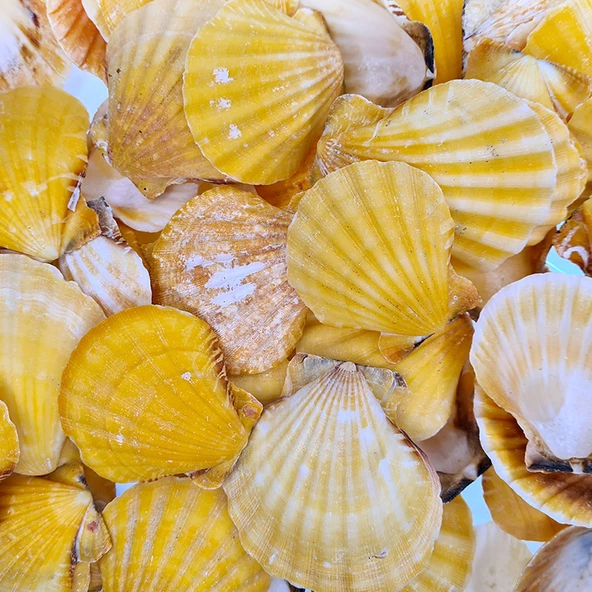Vixillium Orange Kiloluk Deniz Kabuğu (1 KG) ürün görseli 1