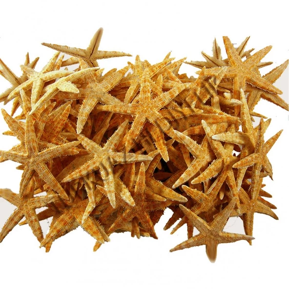 Deniz Yıldızı Natural 6 Cm - 9 Cm (100 Adet) ürün görseli 1
