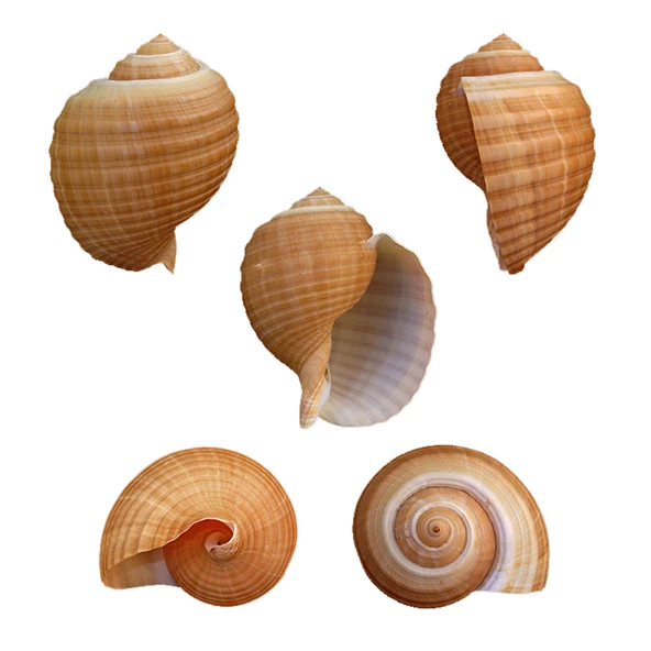 Tonna Cepa 9-10 CM ürün görseli 1