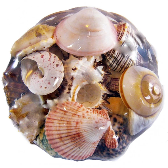 Fruit Of The Sea  20 CM ürün görseli 1