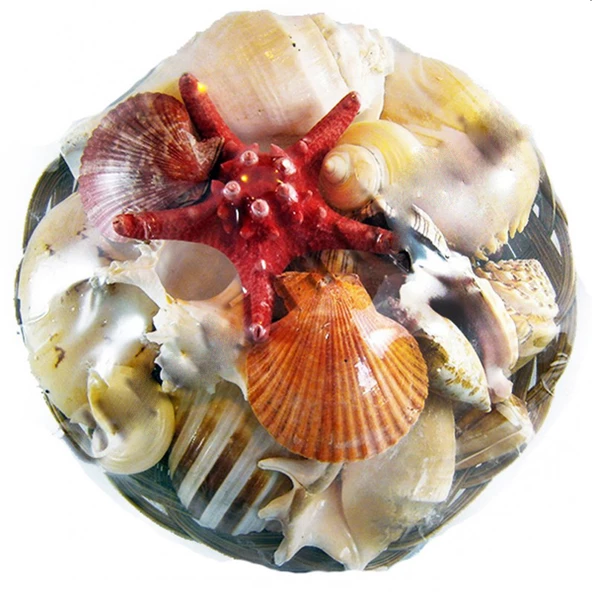 Fruit Of The Sea 12 İnç ürün görseli 1