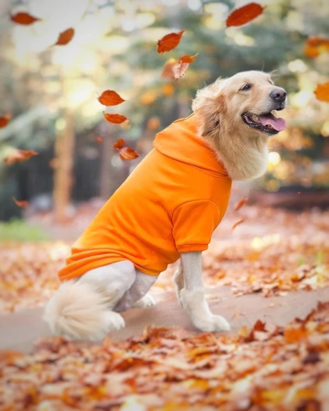 Orange Kapşonlu Sweatshirt, Orta ve Büyük Irklar İçin ürün görseli 1
