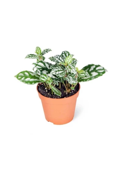 Pilea Cadierei Karyağdı Çiçeği İç Mekan Bitkisi 10-20 Cm ürün görseli 1