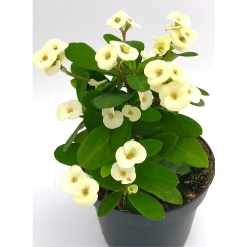 Beyaz Euphorbia Milli 10-20 cm Dikenler Tacı ürün görseli 1