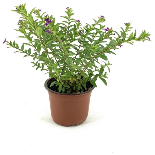 Kufeya Fidanı Mor Çiçekli 10-20 cm ürün görseli 1