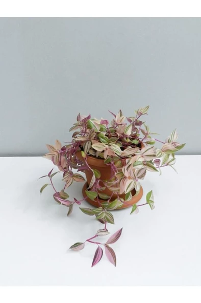 Tradescantia Telgraf Çiçeği Fidanı Pembe 10-20 cm ürün görseli 1