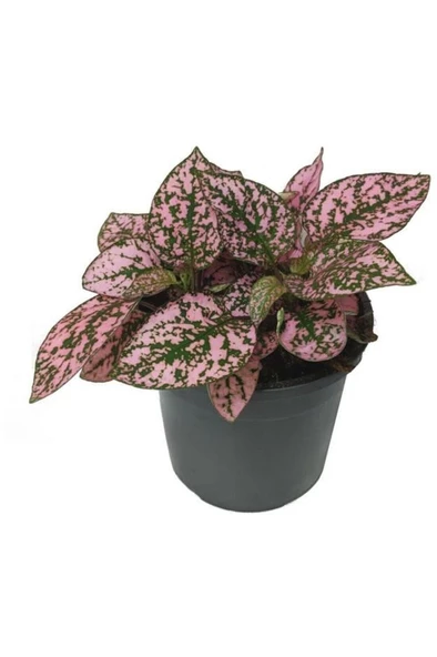 Pembe Yeşil Fittonia Hostes Çiçeği Fidanı Çilli 10-20 cm ürün görseli 1
