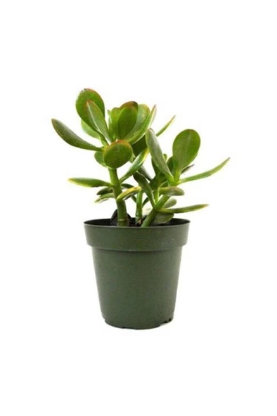 Para Çiçeği Fidanı 10-20 cm Saksıda Crassula Ovata ürün görseli 1