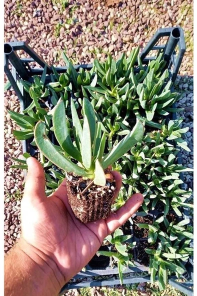 Kaz Ayağı Çiçeği Carpobrotus Acinaciformis Yer Örtücü Bitki ürün görseli 1
