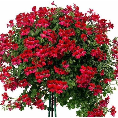 Sardunya Çiçeği Fidanı 10-20 Cm Kırmızı Sakız ürün görseli 1