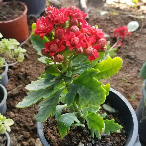 Kırmızı Kalanşo Kalanchoe Emel Hanım Kardeş Kanı Çiçeği 10-20 cm ürün görseli 1