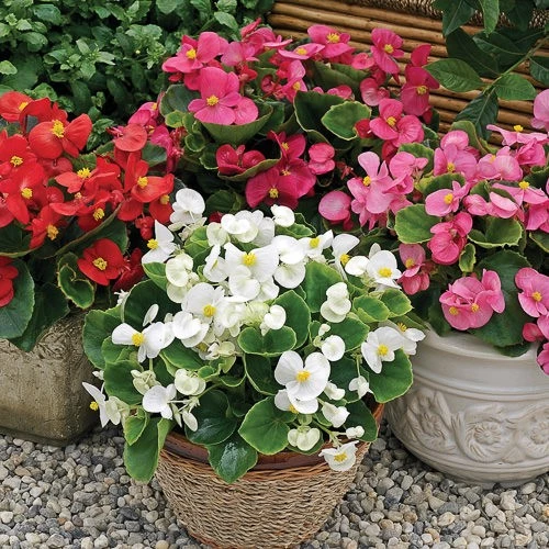 Şeker Begonya 3’lü Set Karışık Renklerde 10-20 cm ürün görseli 1