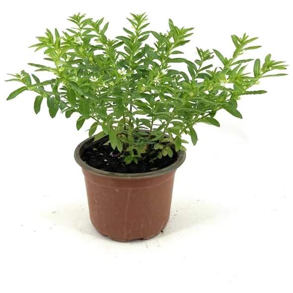 Kufeya Fidanı Beyaz Çiçekli 10-20 cm ürün görseli 1