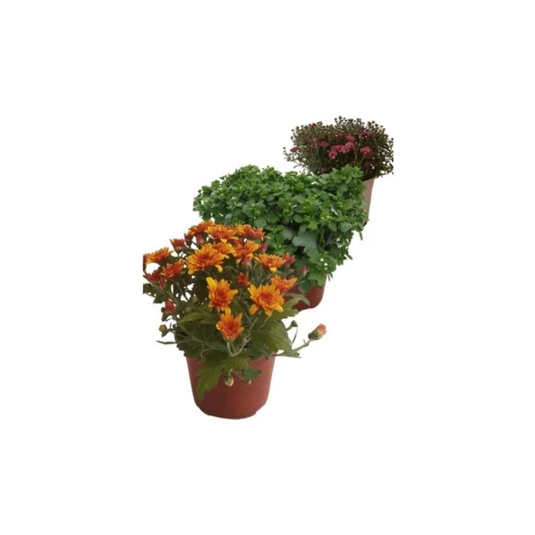 Mix Set Kasımpatı Seti 3'lü 10-20 cm - Resim 2