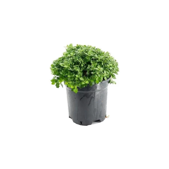 Mix Set Kasımpatı Seti 3'lü 10-20 cm - Resim 3