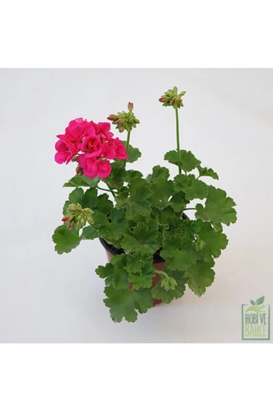 Pastel Kırmızı Sardunya Çiçeği Fidesi 10-20 cm ürün görseli 1