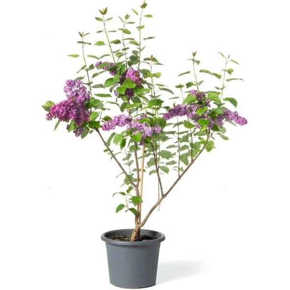 Leylak Çiçeği Fidanı 1 Adet Saksılı / Tüplü 40-60 cm ürün görseli 1