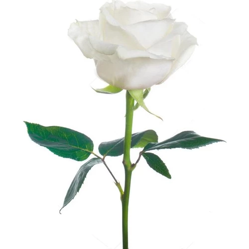 Gül Fidesi Fidanı ''Beyaz'' 10-20 cm ürün görseli 1