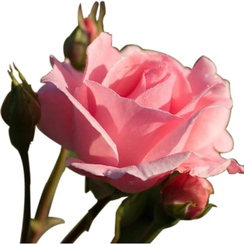 Gül Fidesi Fidanı ''Pembe'' 10-20 cm ürün görseli 1