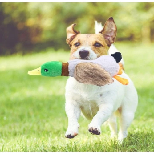 Periboia Sesli Ördek Şekilli Peluş Köpek Oyuncağı ürün görseli 1