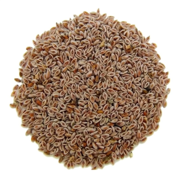 Karnıyarık Tohumu 100 gr, Derya Eren - Resim 2