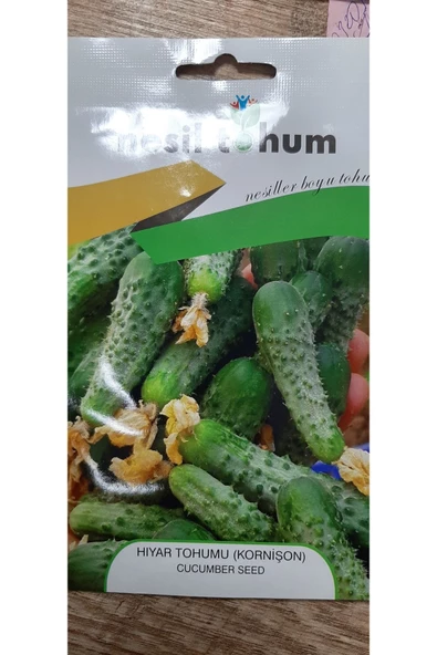 KORNİŞON(MİNİ) TURŞULUK - Resim 2