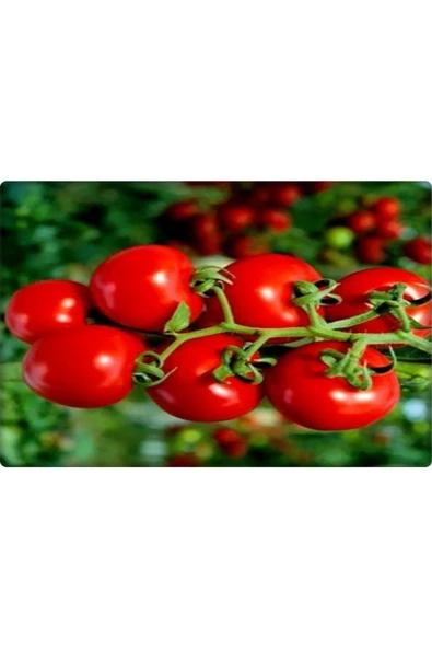 Bt Beybito Cherry Domates Tohumu (5 Gr) - Resim 3