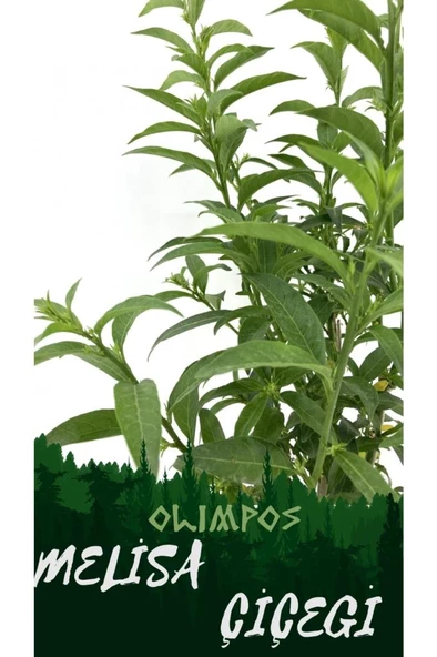 Nocturnum Limon Melisa Çiçeği Fidanı 10-20 cm ürün görseli 1