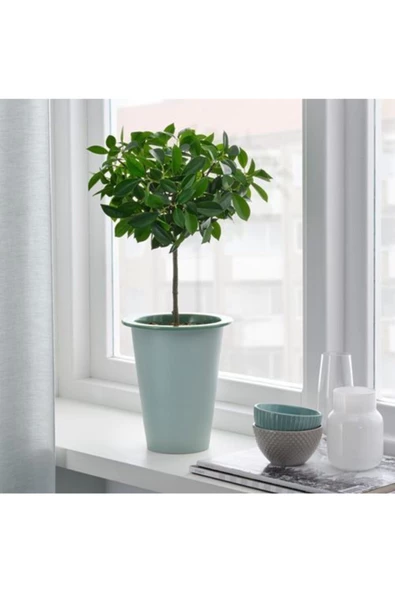 IKEA Fnıttrıg Bitki Çiçek Bahçe Saksısı - 12 Cm Saksı Dekoratif ürün görseli 1