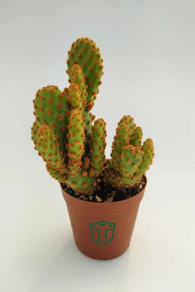 Opuntia Microdasys Rufida Minor - Kaynana Dikeni - 5.5 cm Saksıda ürün görseli 1