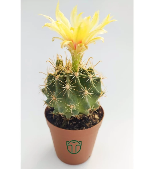 Thelocactus İdeas Çiçek Açan Kaktüs 5.5 cm Saksıda ürün görseli 1