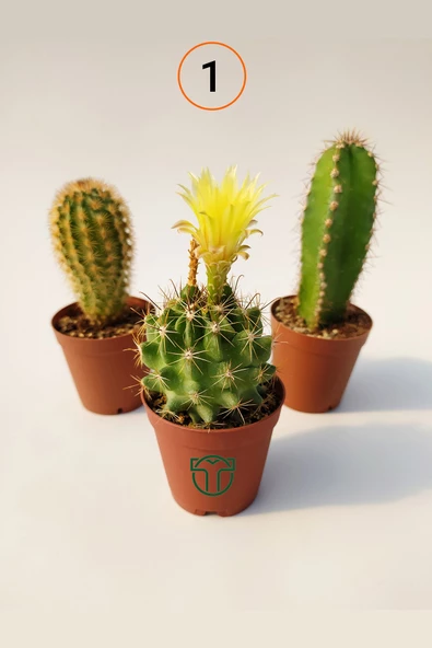 3 lü Kaktüs Set - 4 Opuntia Microdasys Rufida Minor, Echinofossulocactus Multicostatus, Echinocactus Grusonii ürün görseli 1